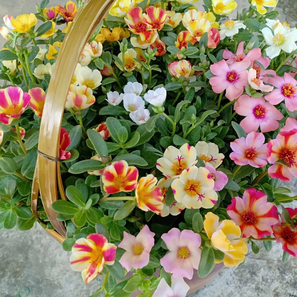 Moss Rose Mix Seeds - Portulaca Grandiflora - Colorful Succulent Flowers - Image 14