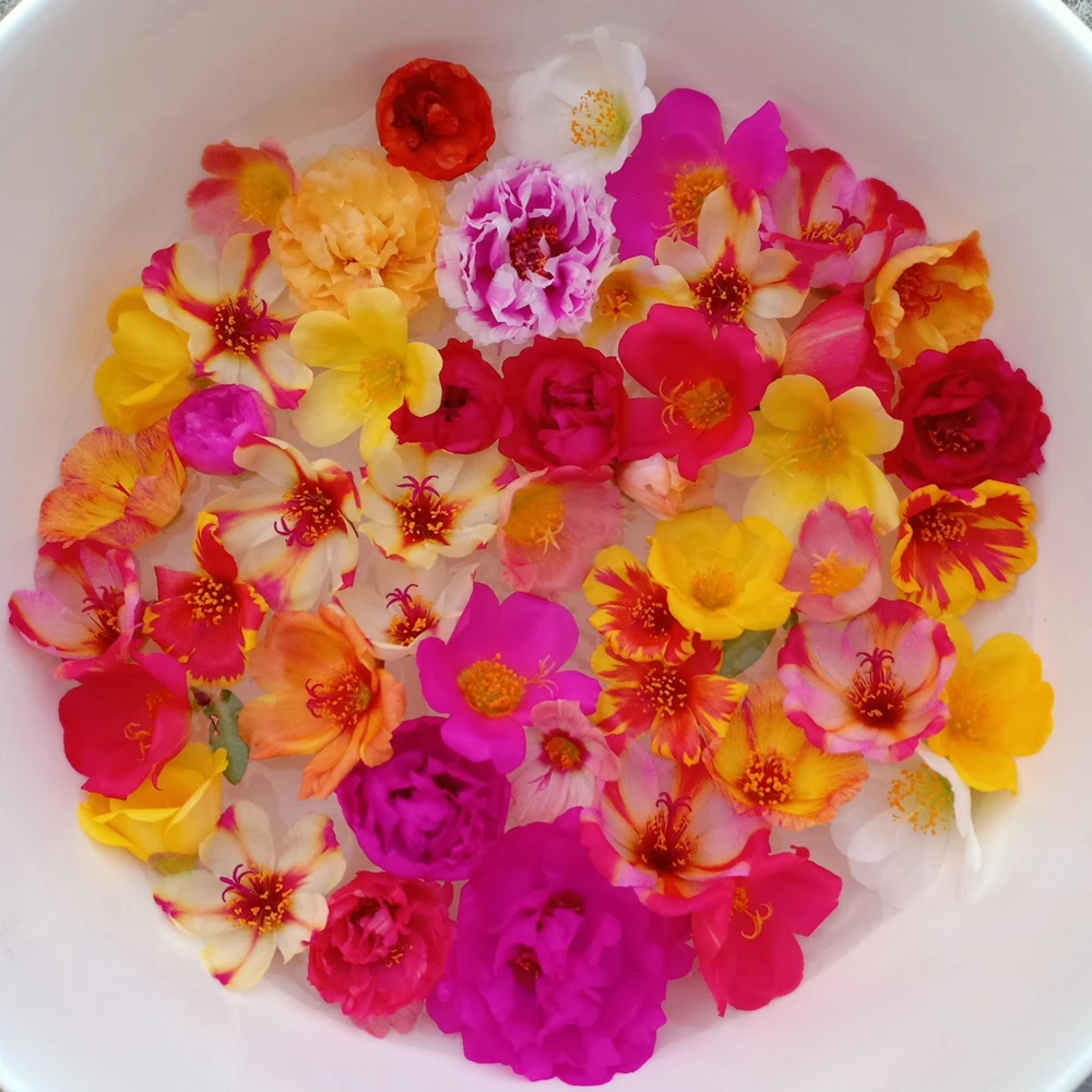 Moss Rose Mix Seeds - Portulaca Grandiflora - Colorful Succulent Flowers - Image 2