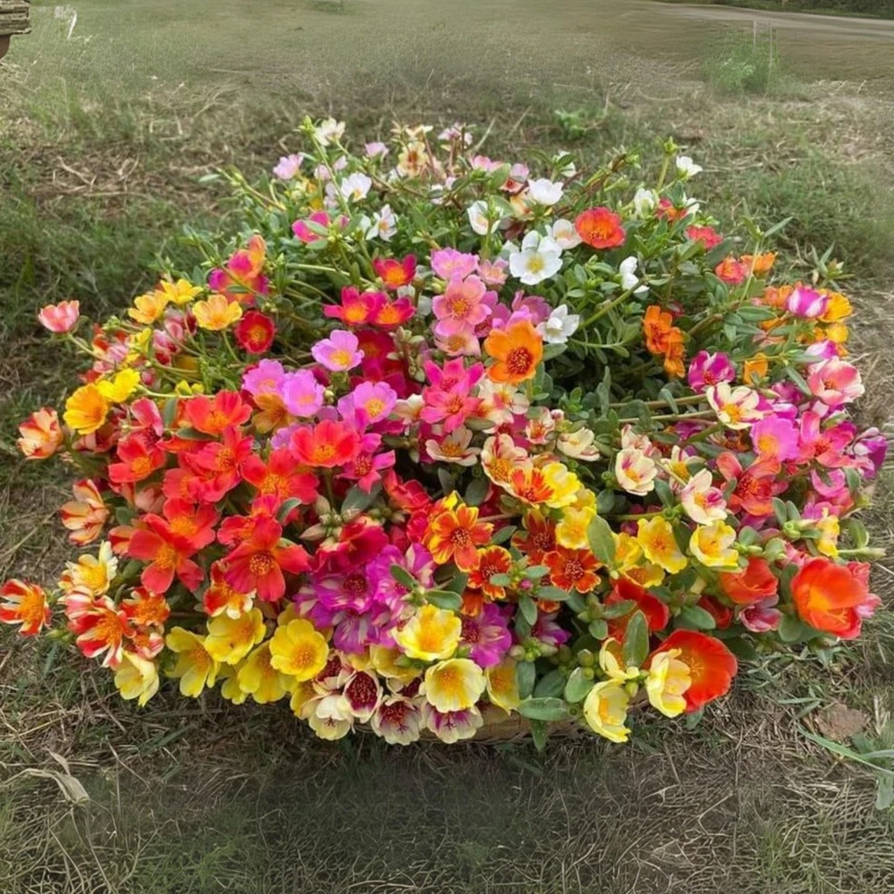 Moss Rose Mix Seeds - Portulaca Grandiflora - Colorful Succulent Flowers - Image 3