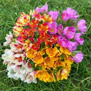 Moss Rose Mix Seeds - Portulaca Grandiflora - Colorful Succulent Flowers - Image 4