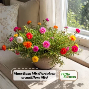 Moss Rose Mix Seeds - Portulaca Grandiflora - Colorful Succulent Flowers - Image 1