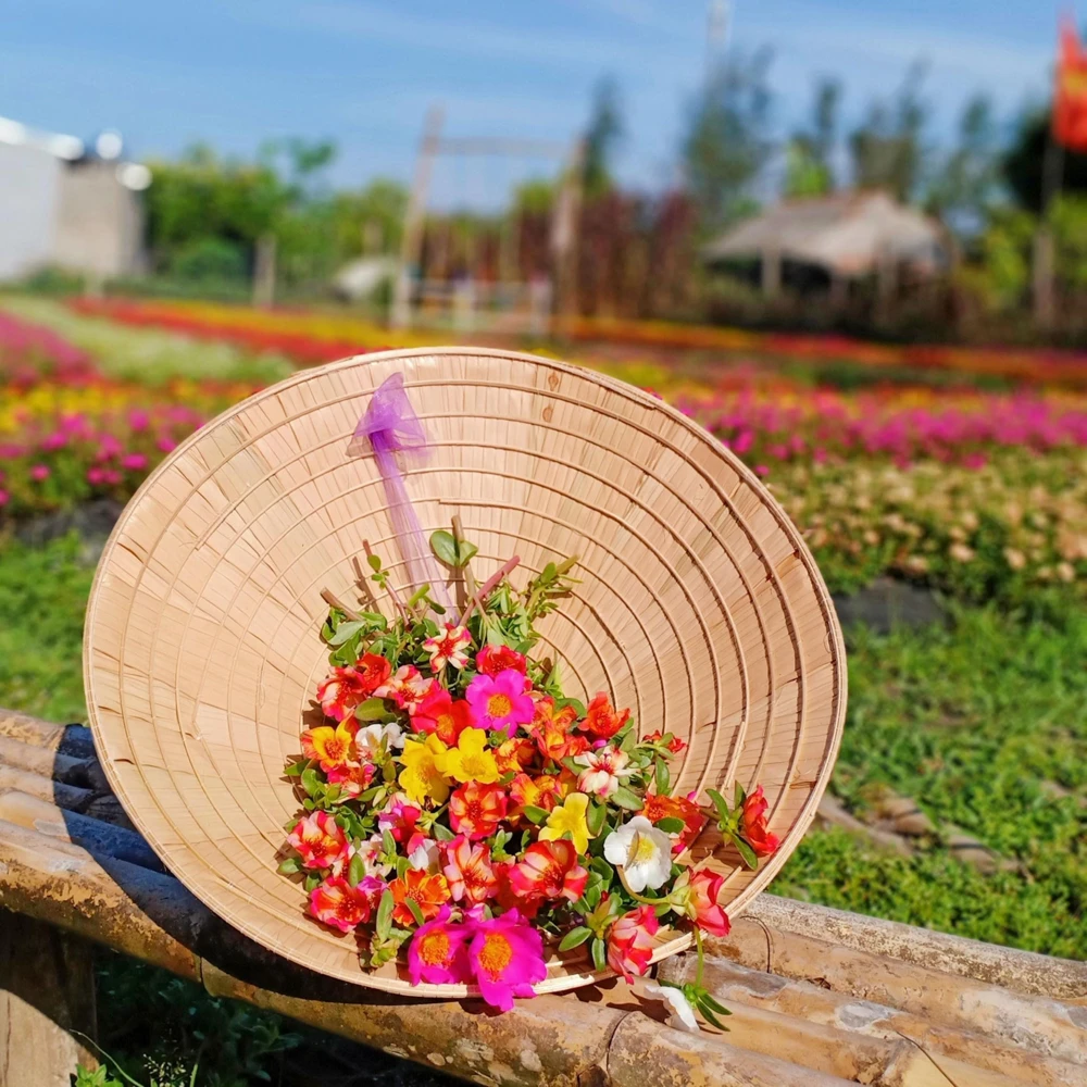 Moss Rose Mix Seeds - Portulaca Grandiflora - Colorful Succulent Flowers - Image 5
