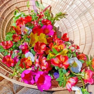 Moss Rose Mix Seeds - Portulaca Grandiflora - Colorful Succulent Flowers - Image 6