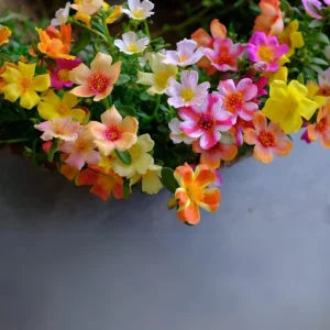Moss Rose Mix Seeds - Portulaca Grandiflora - Colorful Succulent Flowers - Image 7