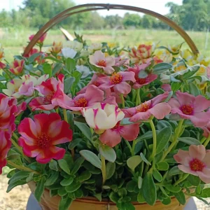 Moss Rose Mix Seeds - Portulaca Grandiflora - Colorful Succulent Flowers - Image 8