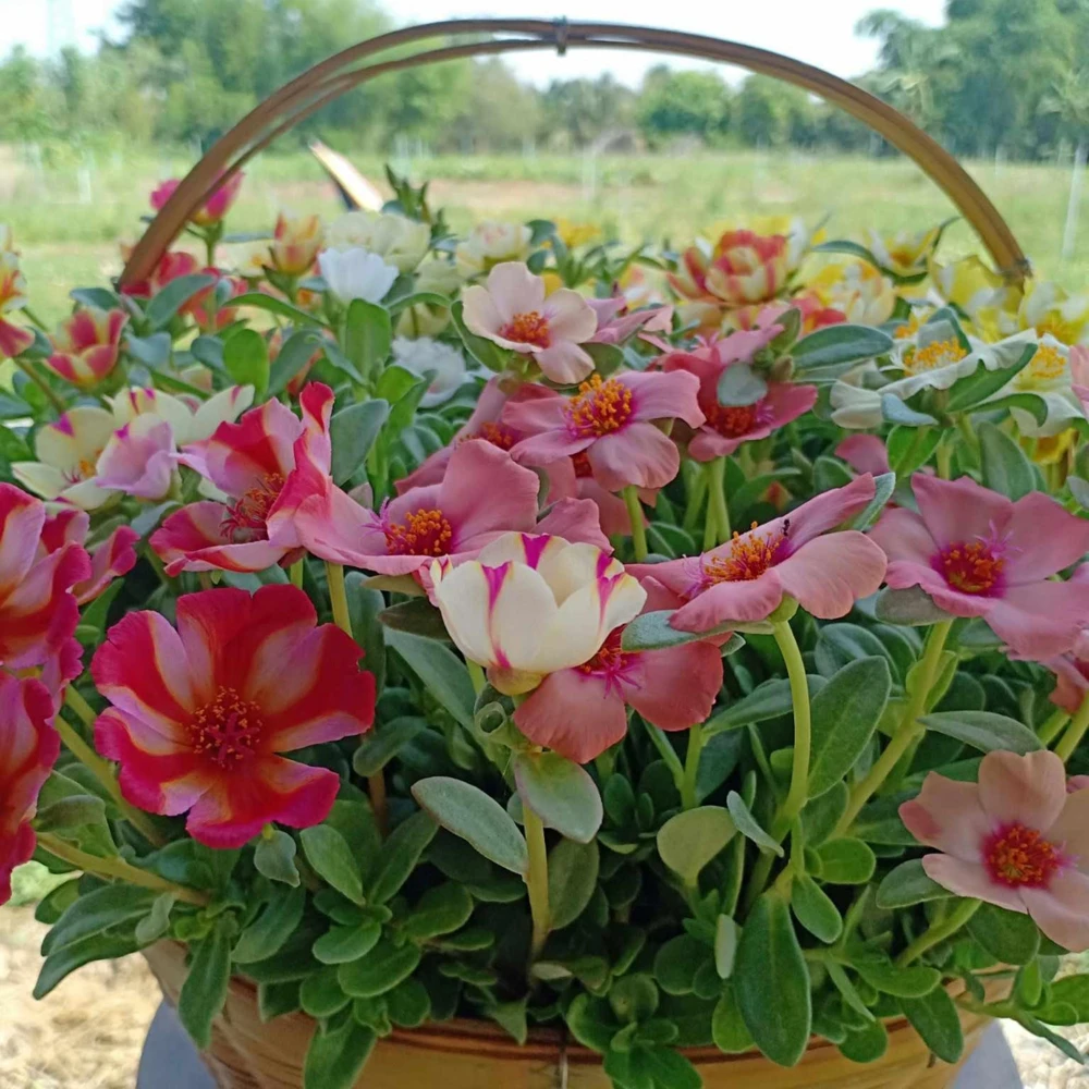 Moss Rose Mix Seeds - Portulaca Grandiflora - Colorful Succulent Flowers - Image 8