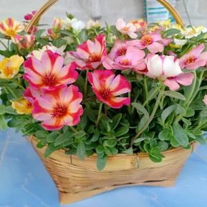 Moss Rose Mix Seeds - Portulaca Grandiflora - Colorful Succulent Flowers - Image 9