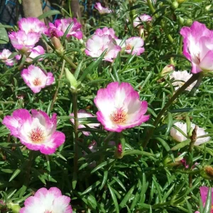 Moss Rose Seeds - Portulaca grandiflora - Double Mixed Color Blooms - 50 Seeds - Image 11