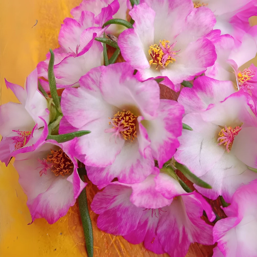 Moss Rose Seeds - Portulaca grandiflora - Double Mixed Color Blooms - 50 Seeds - Image 2