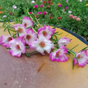 Moss Rose Seeds - Portulaca grandiflora - Double Mixed Color Blooms - 50 Seeds - Image 3