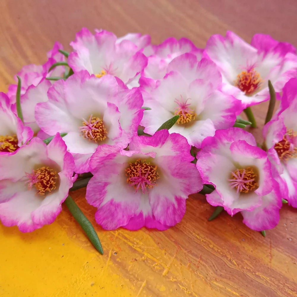 Moss Rose Seeds - Portulaca grandiflora - Double Mixed Color Blooms - 50 Seeds - Image 4