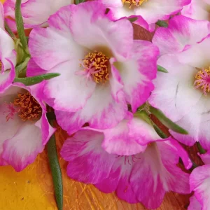 Moss Rose Seeds - Portulaca grandiflora - Double Mixed Color Blooms - 50 Seeds - Image 5