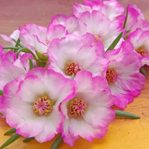 Moss Rose Seeds - Portulaca grandiflora - Double Mixed Color Blooms - 50 Seeds - Image 6