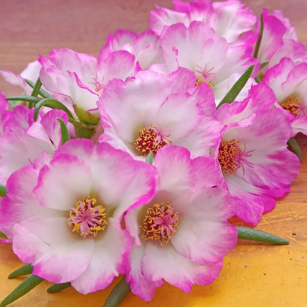 Moss Rose Seeds - Portulaca grandiflora - Double Mixed Color Blooms - 50 Seeds - Image 6