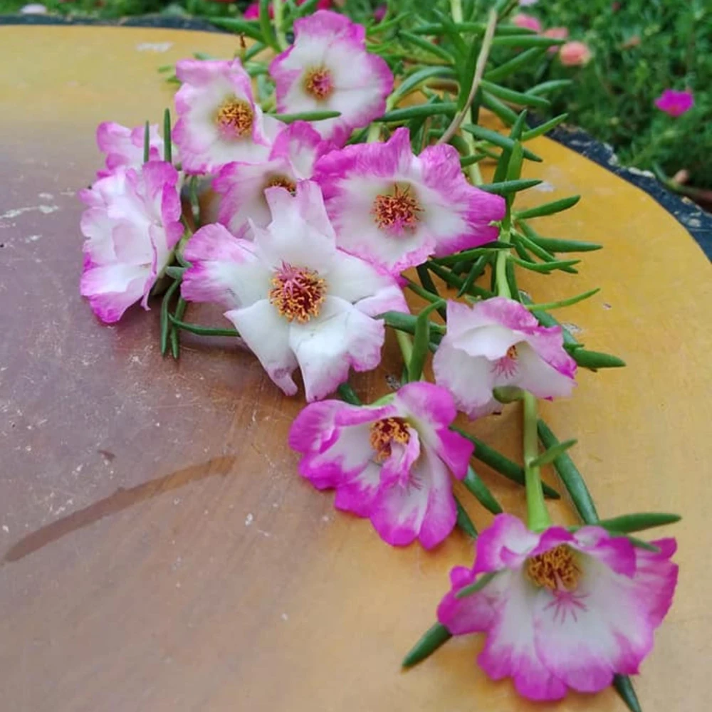 Moss Rose Seeds - Portulaca grandiflora - Double Mixed Color Blooms - 50 Seeds - Image 7