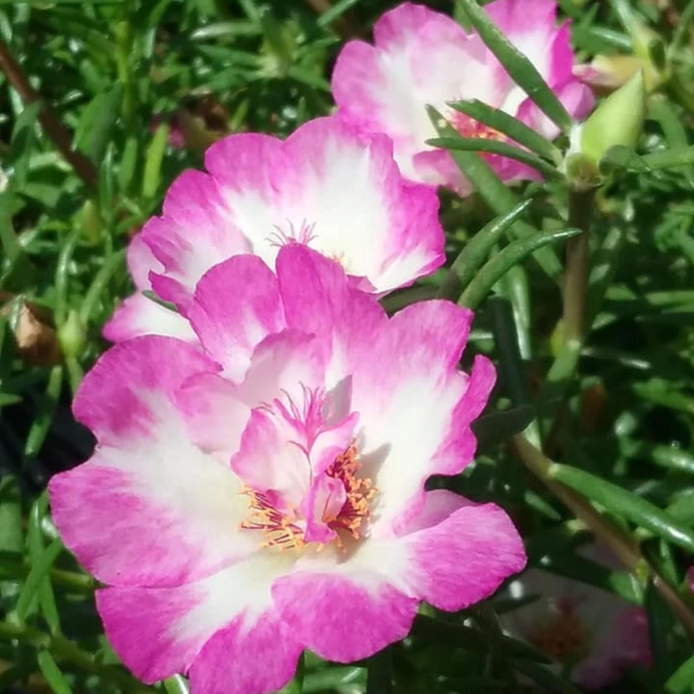 Moss Rose Seeds - Portulaca grandiflora - Double Mixed Color Blooms - 50 Seeds - Image 8