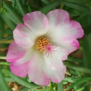 Moss Rose Seeds - Portulaca grandiflora - Double Mixed Color Blooms - 50 Seeds - Image 9