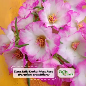 Moss Rose Seeds - Portulaca grandiflora - Double Mixed Color Blooms - 50 Seeds - Image 1