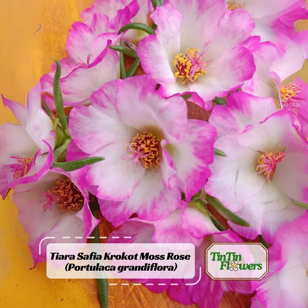 Moss Rose Seeds - Portulaca grandiflora - Double Mixed Color Blooms - 50 Seeds - Image 1