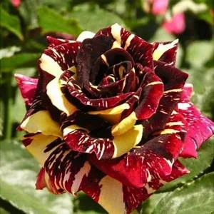 Multi-Color Rose Seeds - Perennial Flower Mix - Non-GMO - 30 Seeds - Image 2