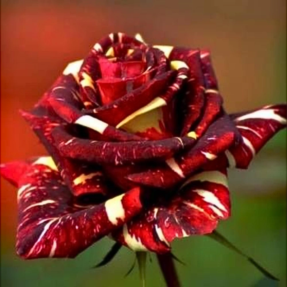Multi-Color Rose Seeds - Perennial Flower Mix - Non-GMO - 30 Seeds - Image 4