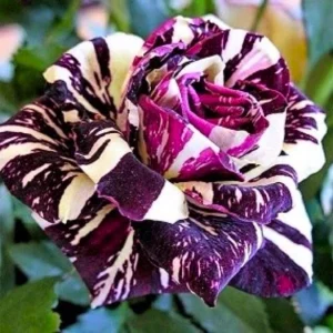 Multi-Color Rose Seeds - Perennial Flower Mix - Non-GMO - 30 Seeds - Image 5