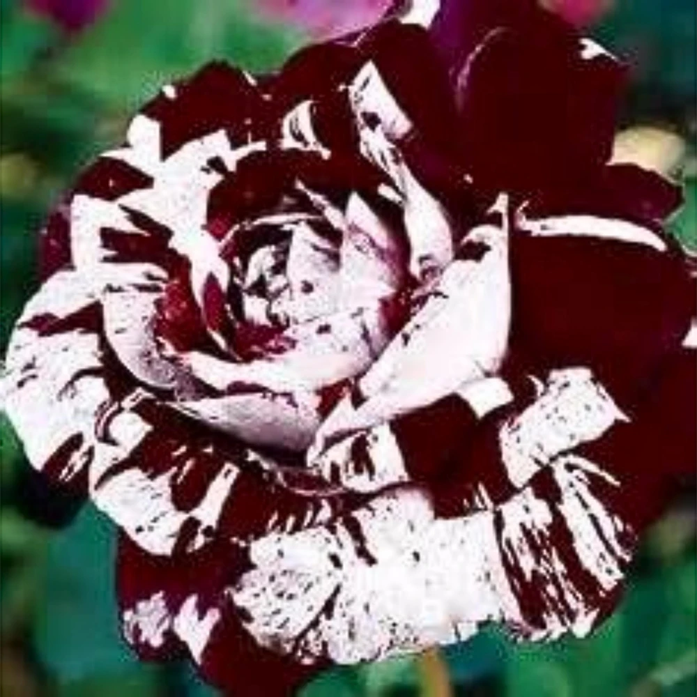 Multi-Color Rose Seeds - Perennial Flower Mix - Non-GMO - 30 Seeds - Image 6