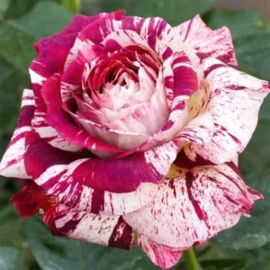 Multi-Color Rose Seeds - Perennial Flower Mix - Non-GMO - 30 Seeds - Image 7