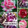 Multi-Color Rose Seeds - Perennial Flower Mix - Non-GMO - 30 Seeds - Image 1