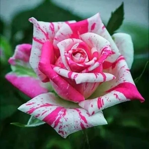 Multi-Color Rose Seeds - Perennial Flower Mix - Non-GMO - 30 Seeds - Image 8