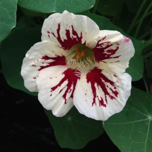 Nasturtium Seeds Dwarf Flame - 10 Pack, Fast Growing, Edible Flowers, Open-Pollinated - Image 10