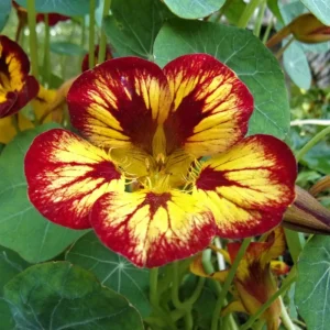 Nasturtium Seeds Dwarf Flame - 10 Pack, Fast Growing, Edible Flowers, Open-Pollinated - Image 2