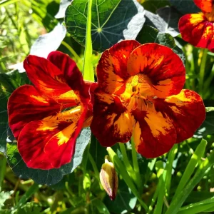 Nasturtium Seeds Dwarf Flame - 10 Pack, Fast Growing, Edible Flowers, Open-Pollinated - Image 3
