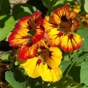 Nasturtium Seeds Dwarf Flame - 10 Pack, Fast Growing, Edible Flowers, Open-Pollinated - Image 4