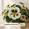 Nasturtium Seeds Dwarf Flame - 10 Pack, Fast Growing, Edible Flowers, Open-Pollinated - Image 1