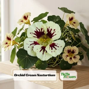Nasturtium Seeds Dwarf Flame - 10 Pack, Fast Growing, Edible Flowers, Open-Pollinated - Image 1