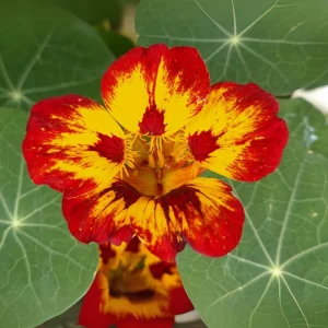 Nasturtium Seeds Dwarf Flame - 10 Pack, Fast Growing, Edible Flowers, Open-Pollinated - Image 5