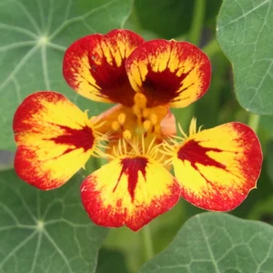 Nasturtium Seeds Dwarf Flame - 10 Pack, Fast Growing, Edible Flowers, Open-Pollinated - Image 6