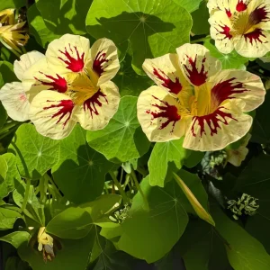 Nasturtium Seeds Dwarf Flame - 10 Pack, Fast Growing, Edible Flowers, Open-Pollinated - Image 7
