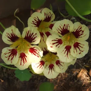 Nasturtium Seeds Dwarf Flame - 10 Pack, Fast Growing, Edible Flowers, Open-Pollinated - Image 8