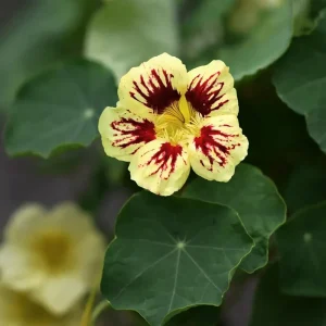 Nasturtium Seeds Dwarf Flame - 10 Pack, Fast Growing, Edible Flowers, Open-Pollinated - Image 9