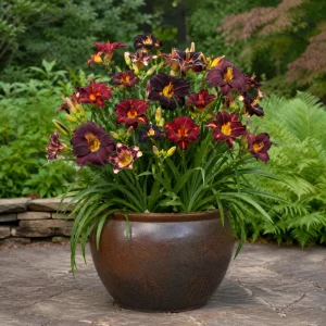 Near Black Daylily Seeds - Hemerocallis hybrida - Deep Purple Blooms - 20 Seeds - Image 2
