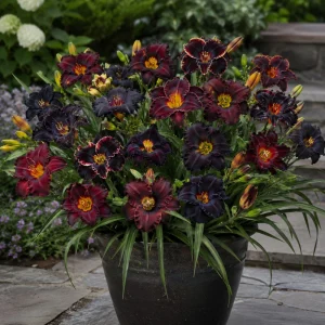 Near Black Daylily Seeds - Hemerocallis hybrida - Deep Purple Blooms - 20 Seeds - Image 3