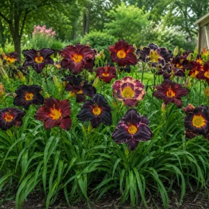 Near Black Daylily Seeds - Hemerocallis hybrida - Deep Purple Blooms - 20 Seeds - Image 5