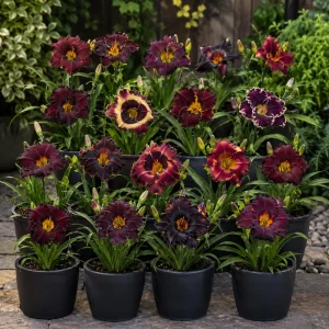 Near Black Daylily Seeds - Hemerocallis hybrida - Deep Purple Blooms - 20 Seeds - Image 8