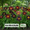 Near Black Daylily Seeds - Hemerocallis hybrida - Deep Purple Blooms - 20 Seeds - Image 1