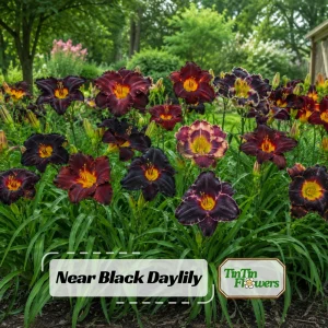 Near Black Daylily Seeds - Hemerocallis hybrida - Deep Purple Blooms - 20 Seeds - Image 1