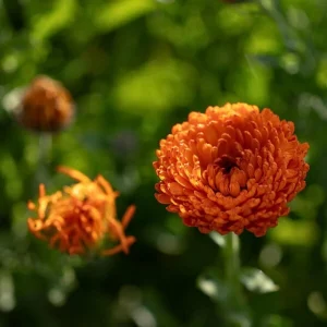Neon Calendula Seeds - Bright Orange Yellow Double Blooms - 50 Seed Pack - Image 10