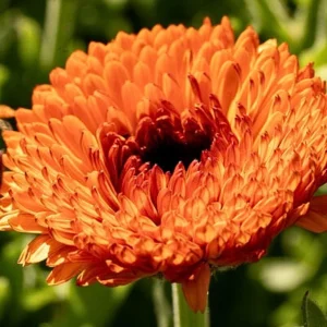 Neon Calendula Seeds - Bright Orange Yellow Double Blooms - 50 Seed Pack - Image 11