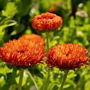 Neon Calendula Seeds - Bright Orange Yellow Double Blooms - 50 Seed Pack - Image 12